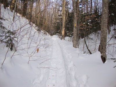 The Black Pond Trail