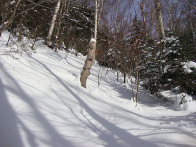 The birch glade, south of the slide
