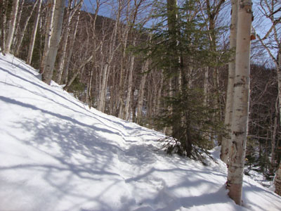 The birch glade, south of the slide