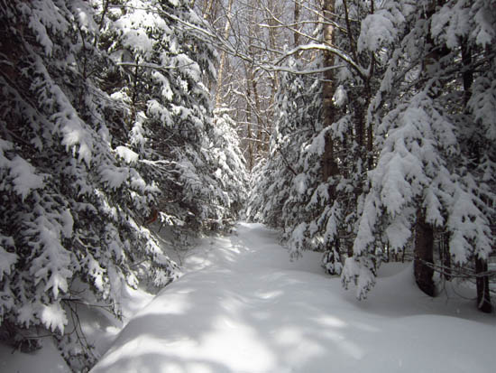 The Lincoln Brook Trail