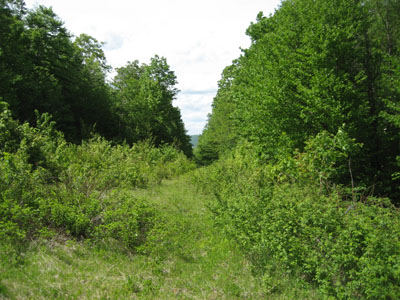 Looking down one of the woods roads on the way to the bushwhack