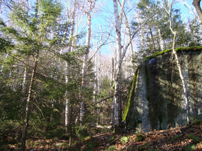 Birch glades off Forest Road 304A