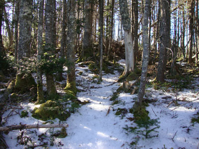 The herd path near the summit of Peak Above The Nubble