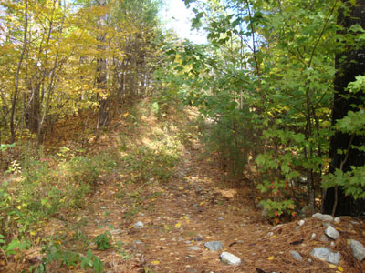 The start of an unmarked logging road near the end of New Portsmouth Road