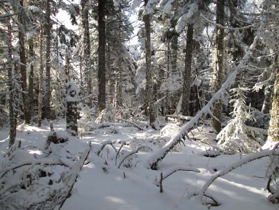 Bushwhacking to West Pilot Range