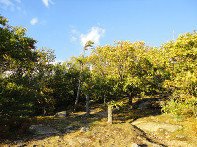 Open woods near the summit of Piper Mountain