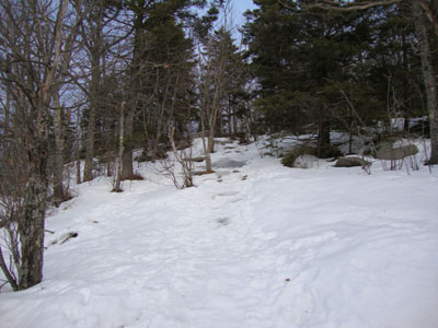 Looking up the Piper Mountain Trail