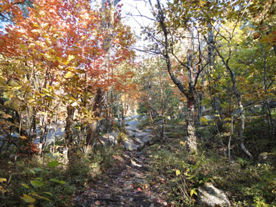 Looking up the Piper Mountain Trail