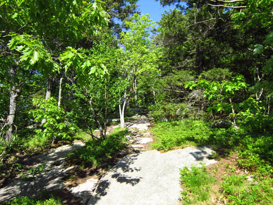 Looking up the Piper Mountain Trail