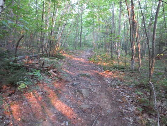 Looking up the Whiteface Mountain Trail