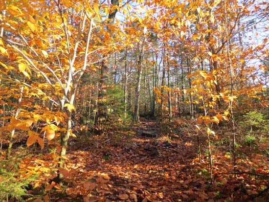 Looking up the Piper Mountain Trail