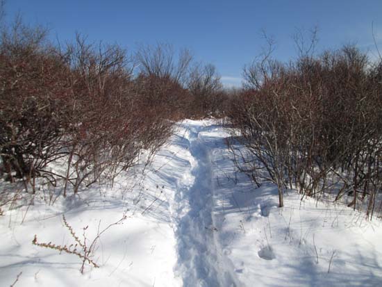The Pitcher Mountain Trail