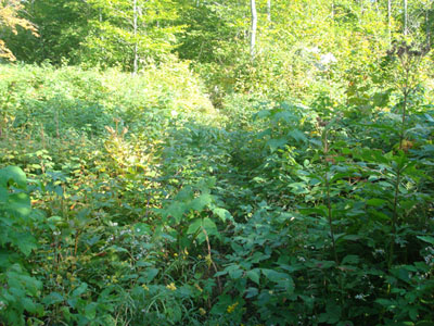 Looking up the overgrown Plymouth Trail