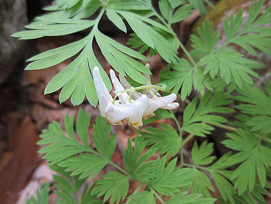 Dutchman's Breeches along the Sutherland Trail
