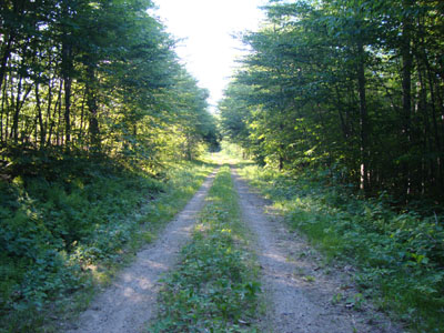 Looking down the logging road near the Mt. Potash Trail