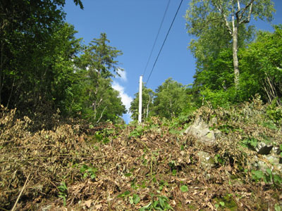 Looking up the power line cut
