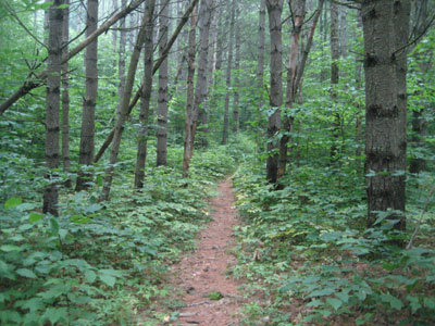 Looking up the Bucknell Trail on the way to Prospect Mountain