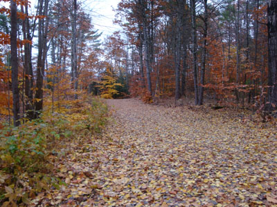 The logging road portion of the Scarboro Ridge Trail