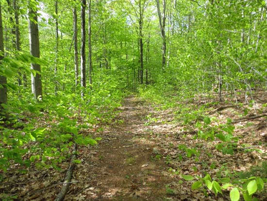 Looking up the Ragged Mountain Trail