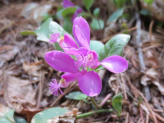 Fringed polygala