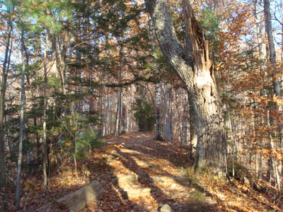 The Rattlesnake Mountain Trail