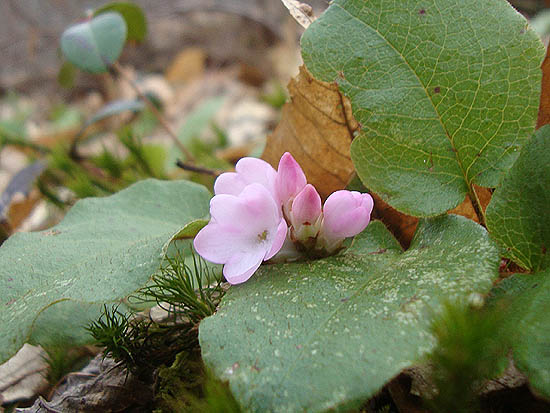 Trailing Arbutus near the top of Rattlesnake Mountain