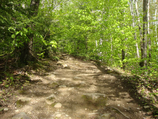 Looking up the Rattlesnake Mountain Trail