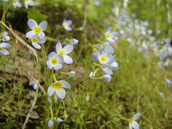 Bluets along the Rattlesnake Mountain Trail