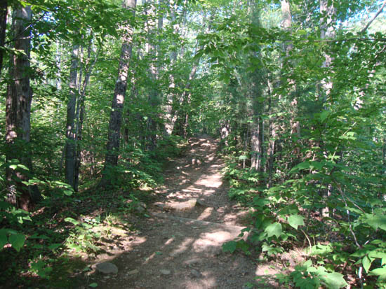 Looking up the Rattlesnake Mountain Trail