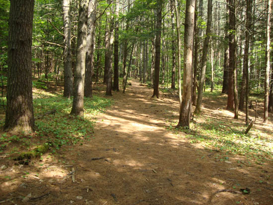Looking up the Rattlesnake Mountain Trail