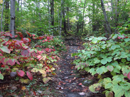 The Rattlesnake Mountain Trail