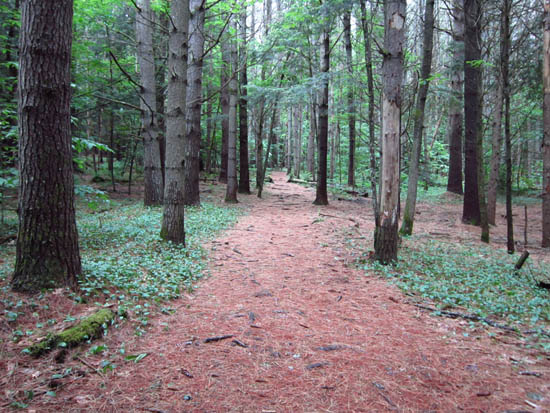 The Rattlesnake Mountain Trail