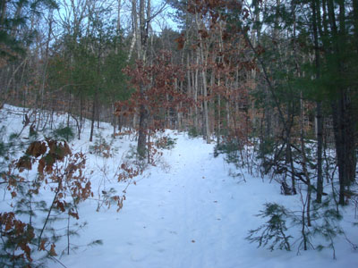 Looking up the Red Hill Trail