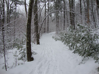 Looking up the Red Hill Trail