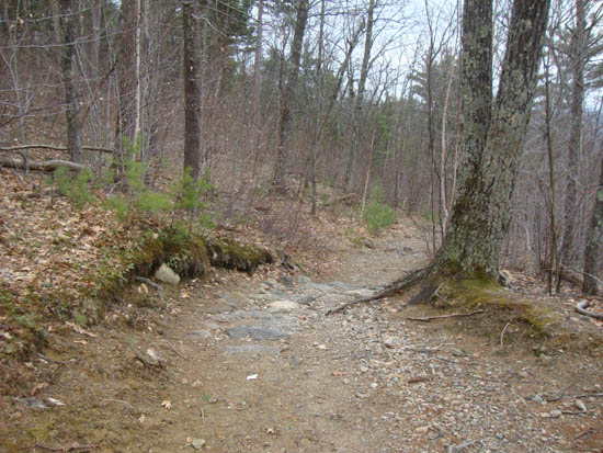 Looking up the Red Hill Trail