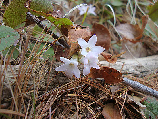 Trailing Arbutus