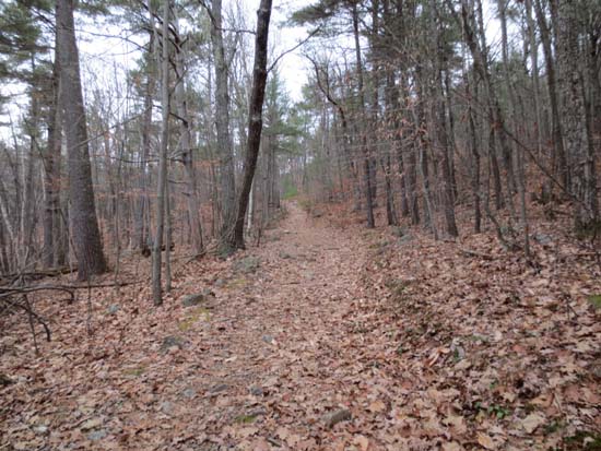 Looking up the Red Hill Trail