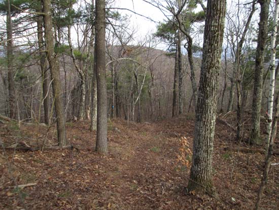 Looking down the Blue Trail