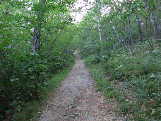Looking up the Red Hill Trail