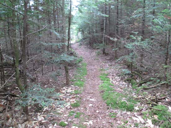 Weeks Brook Trail on the way to Rickers Knoll