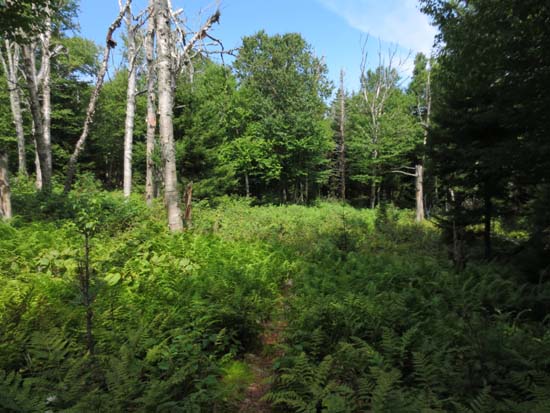 The Kilkenny Ridge Trail