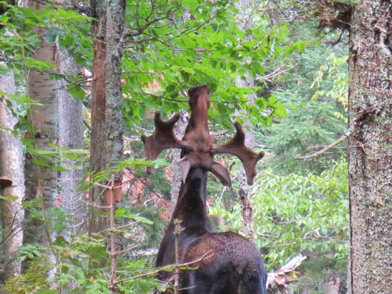 A moose eating lunch near Rogers Ledge