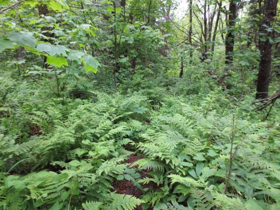 The overgrown Trout-n-Bacon Trail between Bacon Ledge and Round Mountain