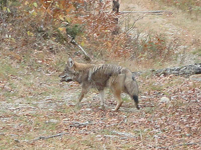 A coyote on the Slippery Brook Trail