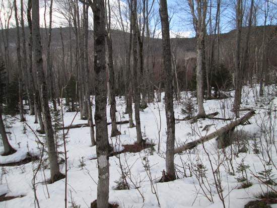 Open woods bushwhacking on the way to Sable Mountain (left)