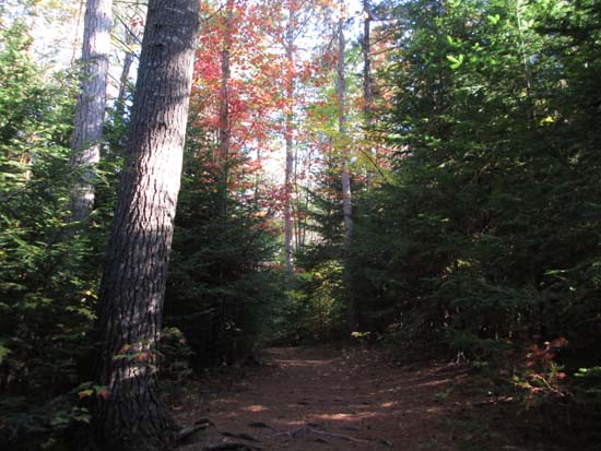 The Pine Flats Trail