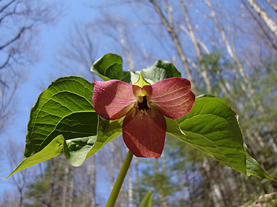 A trillium on the Drakes Brook Trail