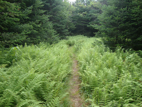 The trail to Sayre Peak