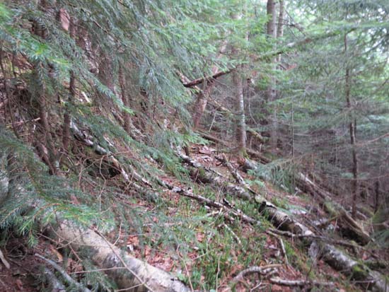 An old logging road between Middle and East
