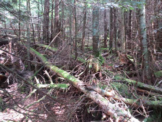 Bushwhacking between East West Peak and Middle Peak